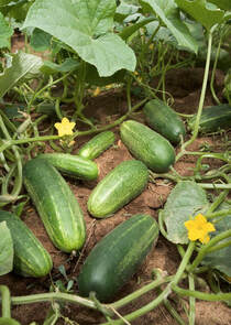 https://bagotsay.weebly.com/bagotsay-blog/facts-about-cucumbers